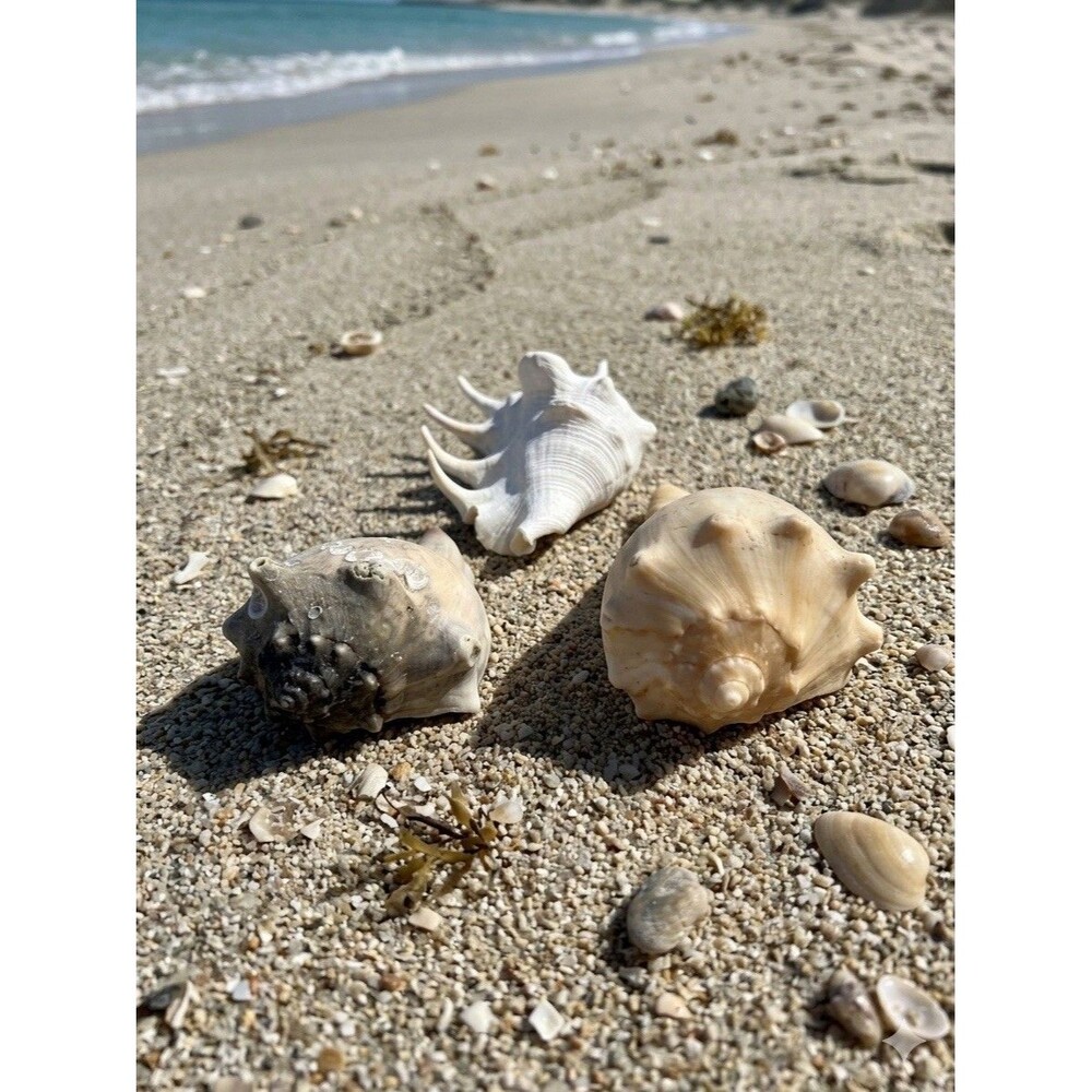 3 Natural Sea Shells Ocean Specimens Florida Spider Conch Knobbed Whelk Conch FL
